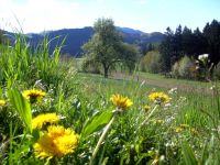 fruehling13 auf der gallnerwies - im hintergrund der gallner